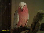 rose breast cockatoo